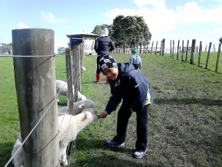 ambury lambs boy